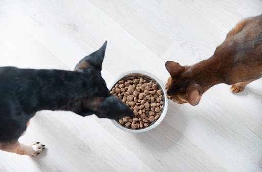 dog and cat eating from bowl