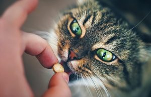cat-having-pill